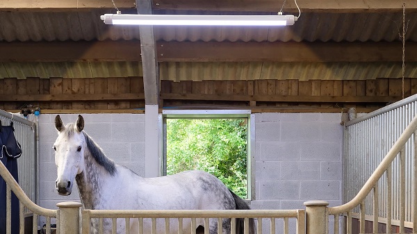 equestrian index equestrian news light