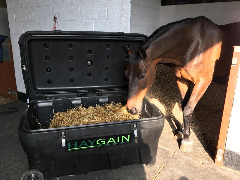 haygain steamer for Persimmon equestrian news
