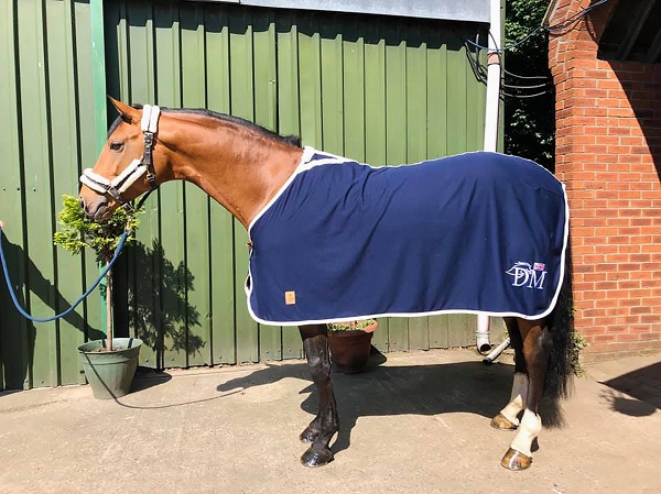 equestrian index equestrian news cotton