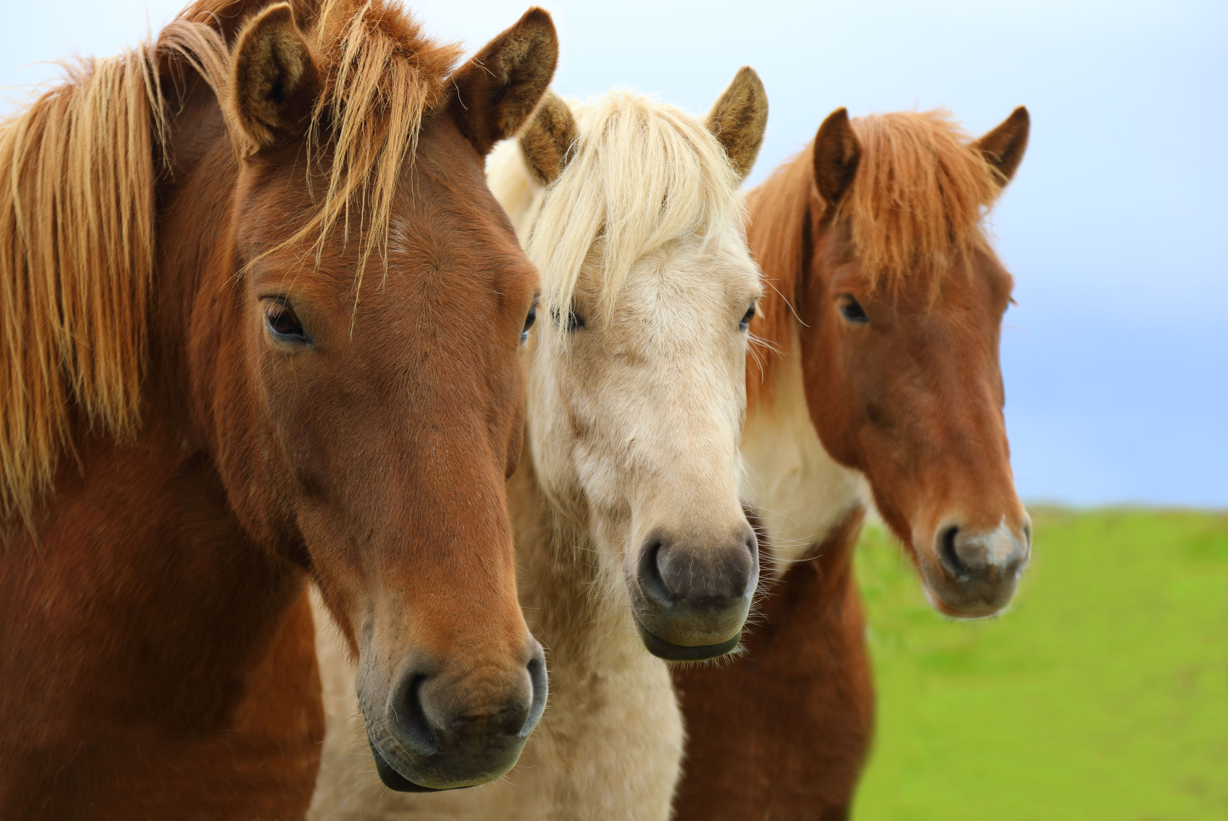 equine behaviour affiliation horses