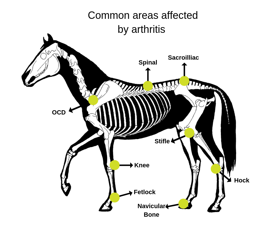 Managing Arthritis in Horses with Microcurrent Therapy