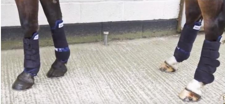 equestrian news the equestrian index cryochaps all legs