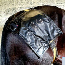 1015613/Comfy-Horse-1.jpg