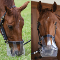 1015613/Comfy-Horse-12.jpg