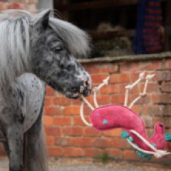 1015613/Comfy-Horse-21.jpg