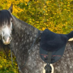 1015613/Comfy-Horse-4.jpg