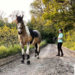 1015613/Comfy-Horse-5.jpg