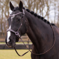 1015613/Comfy-Horse-6.jpg