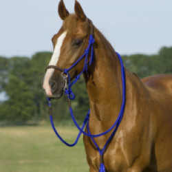 1015613/Comfy-Horse-8.jpg