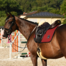 1016433/Horse-Dream-1.jpg