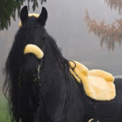 1016433/Horse-Dream-4.jpg