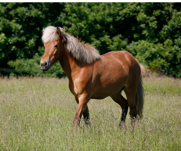 equestrian index equestrian news pony