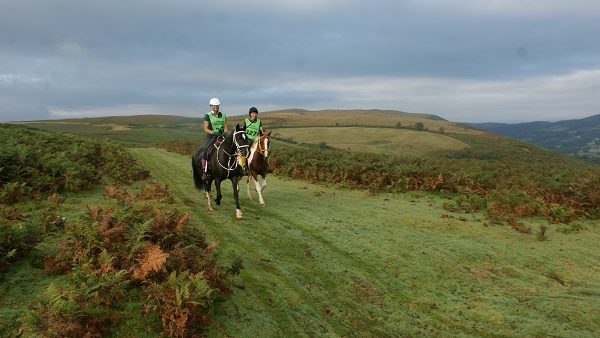 equestrian index equestrian news reddragon