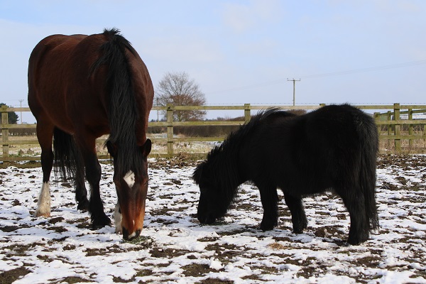 Equestrian Index Equestrian News tangoinky