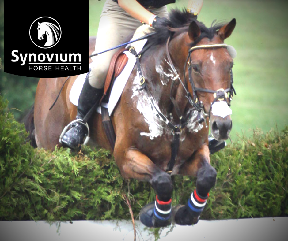 horse jumping cross country synovium
