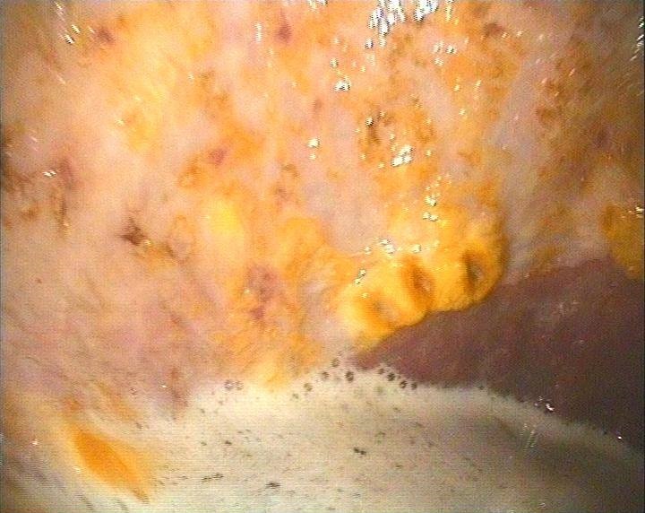 equestrian news the equestrian index EGUS Dr David Marlin